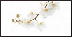 Gạch ốp tường Đồng Tâm  40 x 80 ORCHID 001 - H+