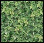 Gạch sân vườn  Đồng Tâm  4040 GREENERY 001