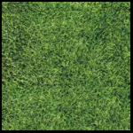 Gạch sân vườn  Đồng Tâm  4040 GREENERY 002